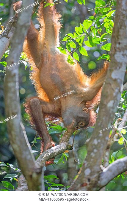 Bornean Orangutan young hanging upside down Semenggoh Wildlife Rehabilitation Center, Kuching, Sarawak, Malaysia, Borneo, Asia