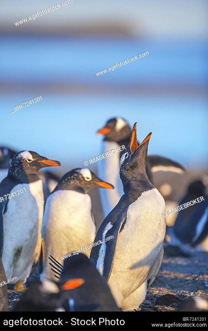 Gentoo penguins (Pygoscelis papua papua) singing, Sea Lion Island, Falkland Islands, South America