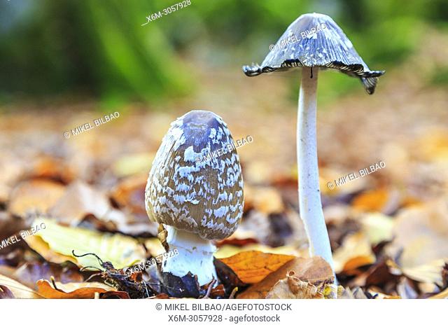 Coprinus picaceous mushroom. Sierra de Urbasa-Andia Natural Park. Navarre, Spain, Europe