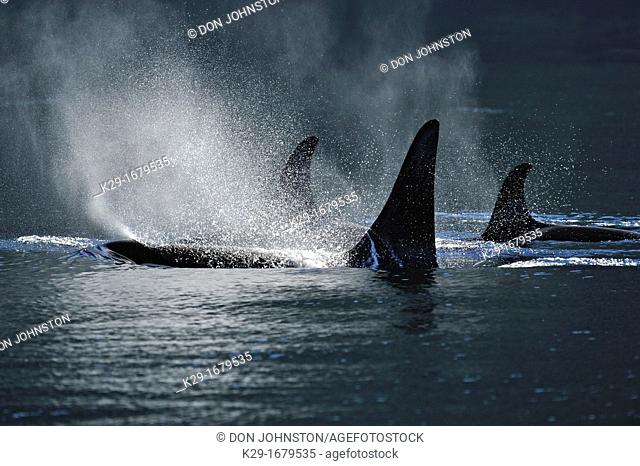 Killer whale Orcinus orca Resident pod in summer feeding territory, Johnstone Strait, Vancouver Is , British Columbia, Canada