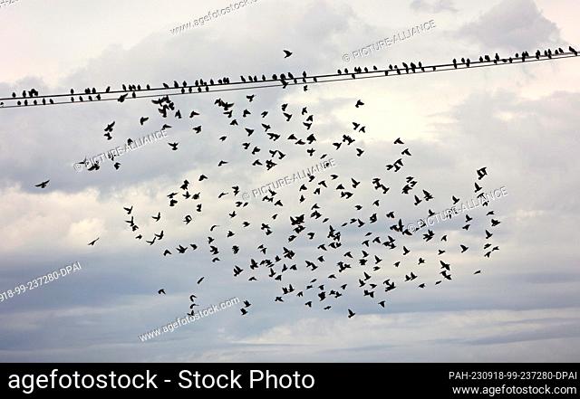 18 September 2023, Saxony-Anhalt, Derenburg: Starlings fly in the morning in a flock over a field near Derenburg. These birds just gather into large flocks and...