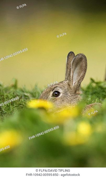 European Rabbit Oryctolagus cuniculus young, at burrow entrance amongst dandelions, Norfolk, England, summer