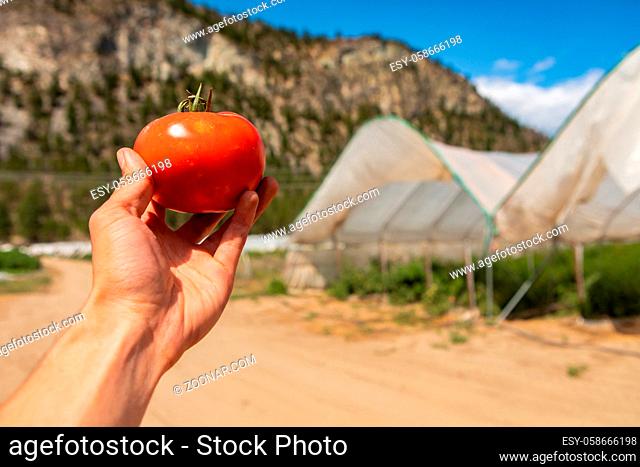 selective focus and close up shot of a farmer's hand holding and showing a ripe red tomato fruit. against agricultural greenhouses in the background