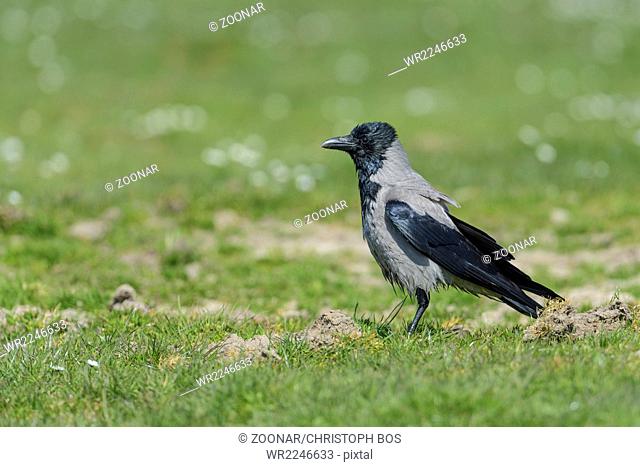 Hooded crow, Corvus corone cornix