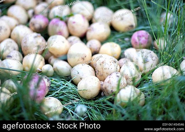 Lots of fresh organic potatoes on the grass on a summer day. Heap of ripe young potatoes in the field. Low angle freshly dug or harvested potatoes on rich brown...