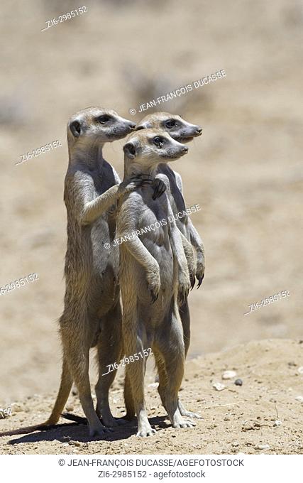 Standing meerkats (Suricata suricatta), on guard, Kgalagadi Transfrontier Park, Northern Cape, South Africa, Africa