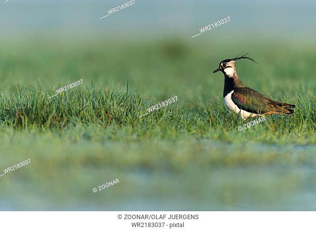 Northern lapwing Germany