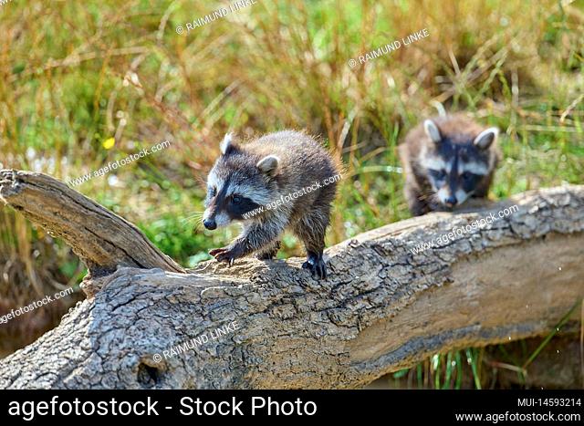 Raccoon (Procyon lotor), two young on tree trunk