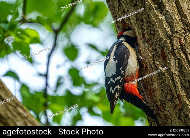 Great spotted woodpecker, Dendrocopos major at his nest feeding his chicks, Gnesta, Sweden