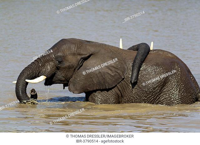 African Elephants (Loxodonta africana), two bulls in the Shingwedzi River, Kruger National Park, South Africa