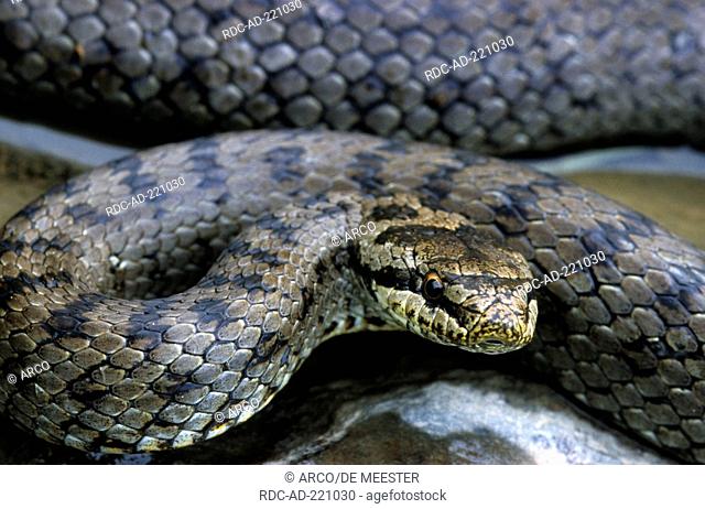 Smooth Snake, Belgium, Coronella austriaca