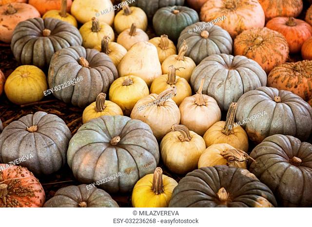 Assortment of colorful pumpkins. A great autumnal halloween background. Colorful pumpkins collection on the autumn market