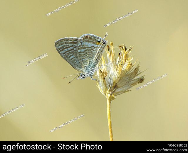 Lampides boeticus, Lycaenidae, Polyommatinae, blaveta dels pèsols, estriada canela, long-tailed blue