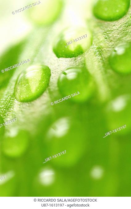 Water Drops on a Green Leaf