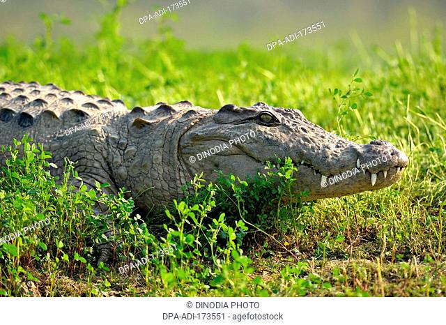 Indian marsh crocodile crocodylus palustris basking , Chambal , Rajasthan , India