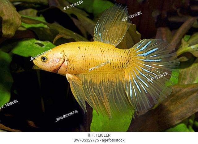 Siamese fighting fish, Siamese fighter (Betta splendens Butterfly), male, butterfly yellow-black