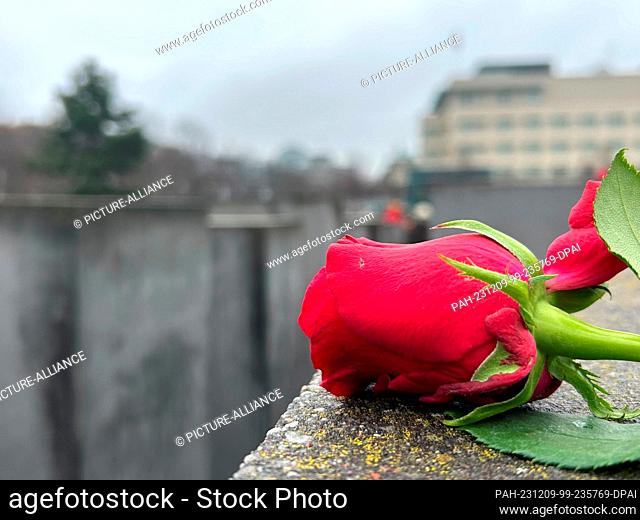 09 December 2023, Berlin: Red roses lie on the steles of the Holocaust memorial as a sign against anti-Semitism. Photo: Sven Kaeuler/dpa