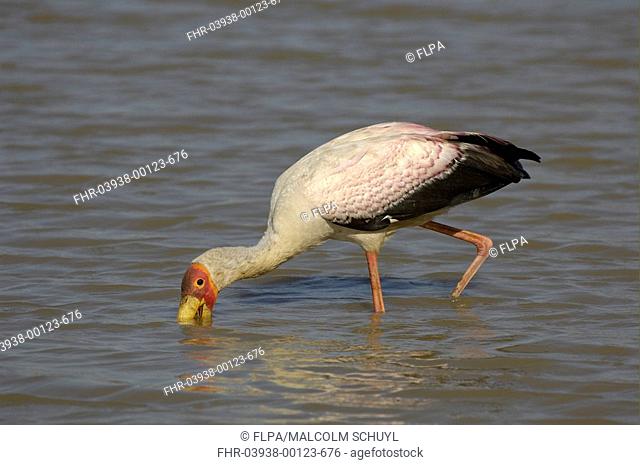 Yellow-billed Stork Mycteria ibis adult, feeding in shallow water, South Luangwa N P , Zambia