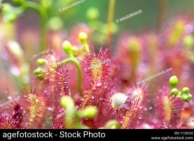 English sundew (Drosera anglica), close-up, Esterweger Dose, Lower Saxony, Germany, Europe