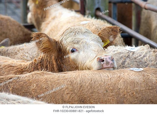 Domestic Cattle, young beef store cattle, mixed breeds in pens at livestock market, Knighton Livestock Market, Powys, Wales, october