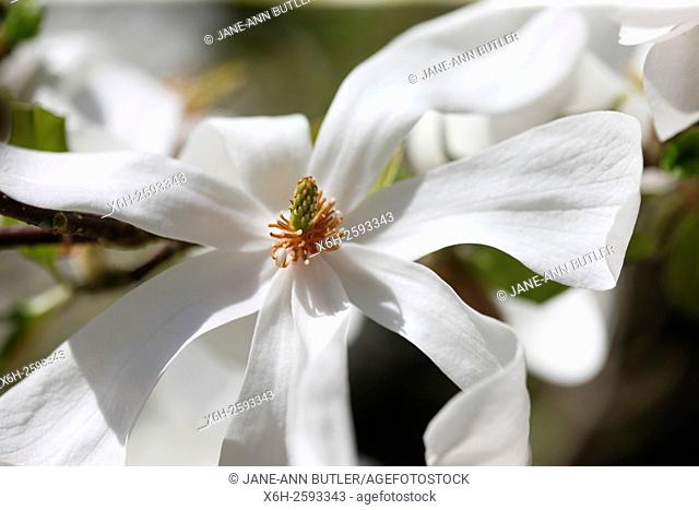 the stunning magnolia stellata 'merrill' an early Spring beauty