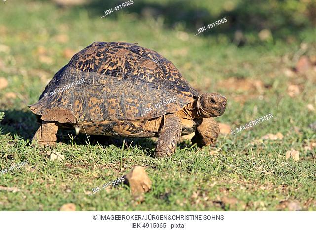Leopard tortoise (Testudo pardalis), adult, Addo Elephant National Park, Eastern Cape, South Africa, Africa