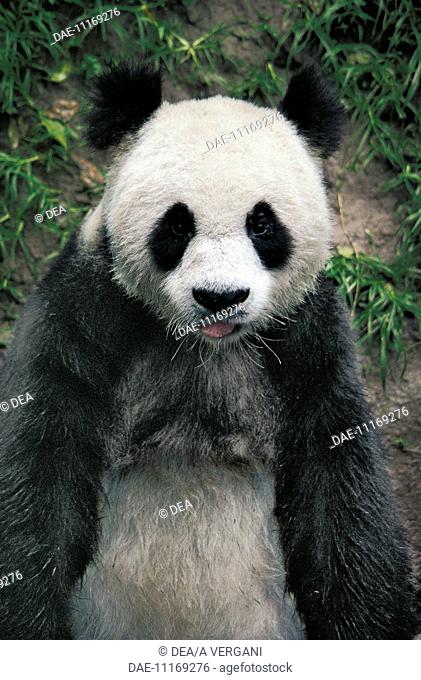 Zoology - Ursids - Giant Panda (Ailuropoda melanoleuca)