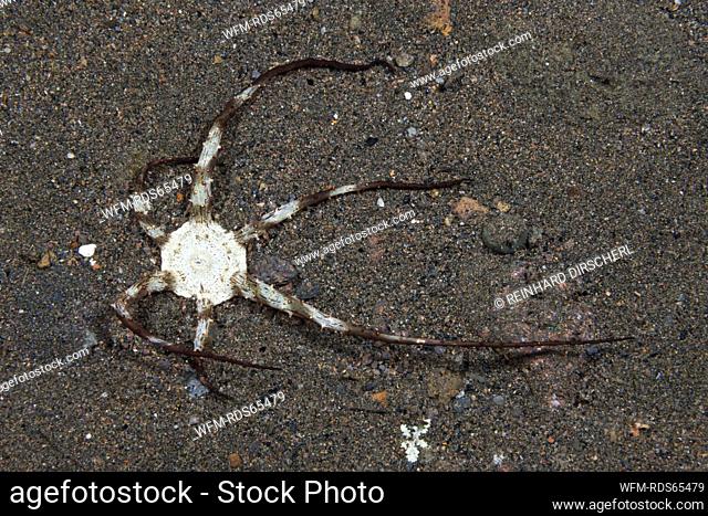 Branching Tube Anemone, Actinostephanus haeckeli, Komodo National Park, Indonesia