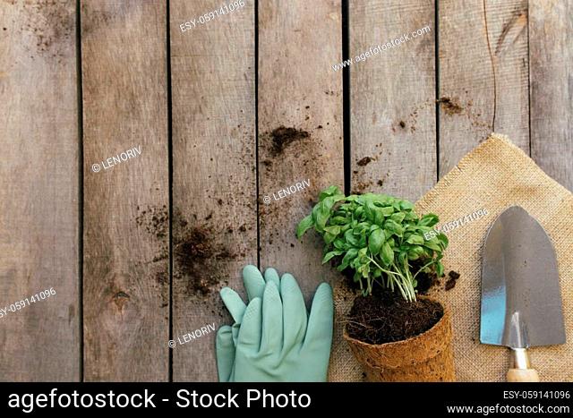 Gardening hobby concept. Plant in eco pot, shovel and gloves on wooden background. High quality photo
