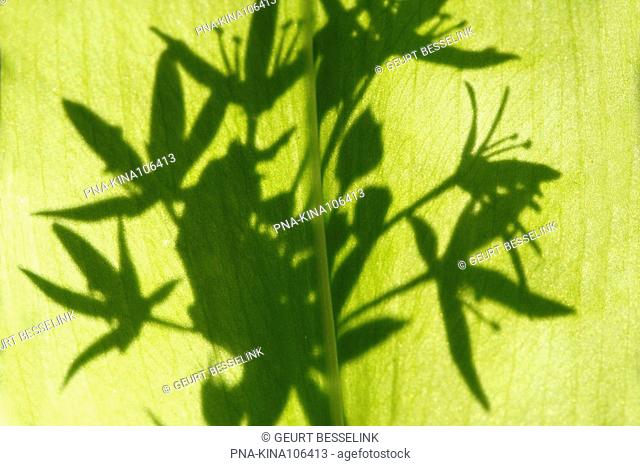 Ramsons Allium ursinum - Hallerbos, Halle, Flemish Brabant, Flanders, Belgium, Europe