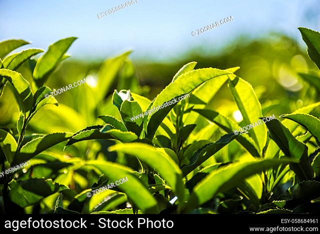 Tea plantation in the mountains of Sochi, Russia