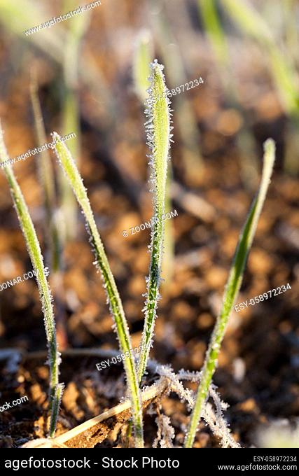 ice crystals and rime on green wheat stalks. autumn