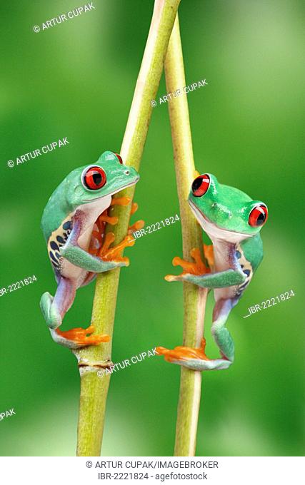 Red-eyed Tree Frogs (Agalychnis callidryas) climbing branches