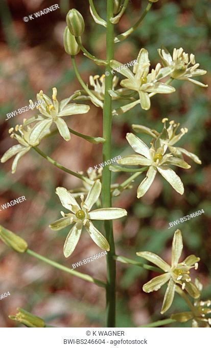 Bath Asparagus, Prussian Asparagus, Spiked Star-of-Bethlehem Ornithogalum nutans, blooming, wild form