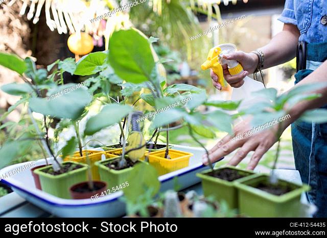 Woman watering potted plants with spray bottle