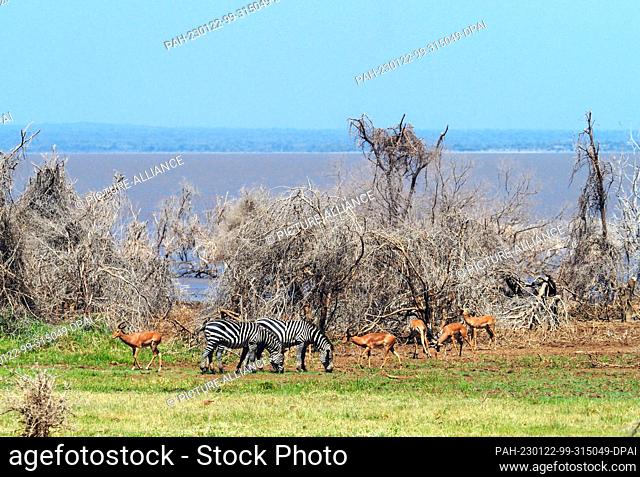 23 September 2022, Tanzania, Mto Wa Mbu: Dried trees stand on the shore and in the water of Lake Manyara National Park. Zebras and antelopes graze on a green...