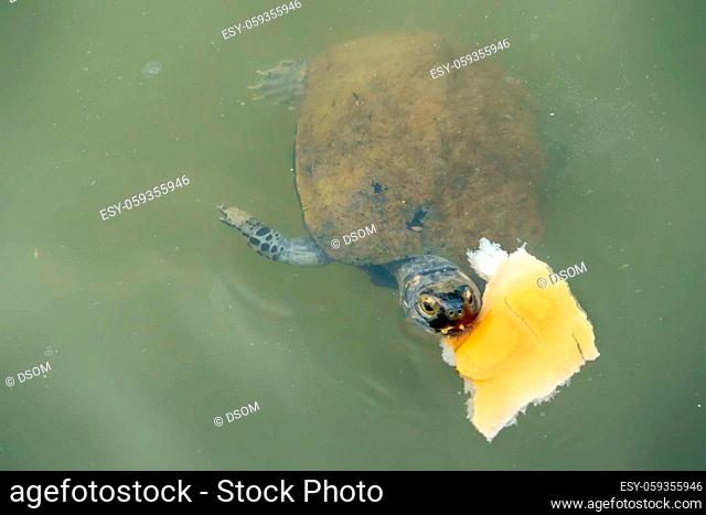 The brown freshwater turtle in the pond