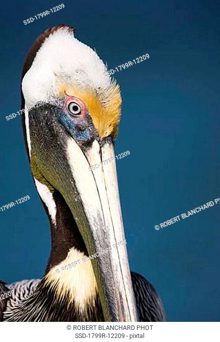 Close-up of a Brown pelican Pelecanus occidentalis