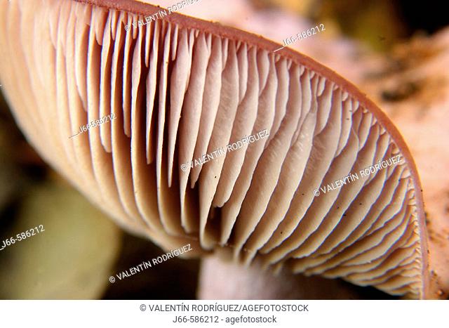 Sickener mushroom (Russula emetica). Villatorcas. Castellón province, Spain