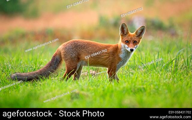 Curious red fox, vulpes vulpes, cub standing on a glade with vivid green grass and facing camera in summertime with blurred background