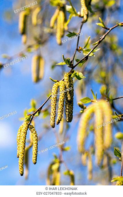 photographed close-up of young green leaves and catkins on a birch tree in the spring time of the year, the month of April, a small depth of field