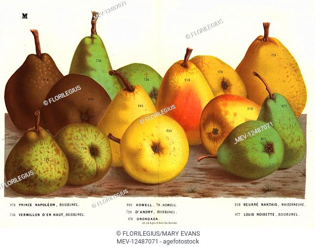 Pear varieties, Pyrus communis: Prince Napoleon, Vermillon d'en Haut, Howell, Dr. Andry, Onondaga, Beurre Nantais and Louis Noisette
