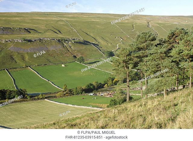 View of conifer trees, farm and drystone walls on hillside, Kettlewell, Wharfedale, Yorkshire Dales N P , North Yorkshire, England, October