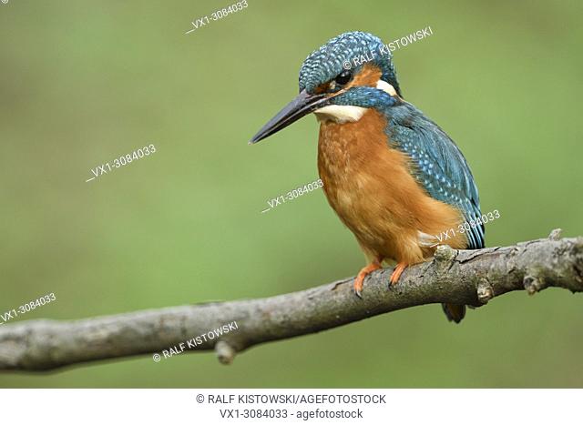 Common Kingfisher ( Alcedo atthis ), male in spring, perched on a branch, hunting, frontal side view, detailed close-up, wildlife, Europe
