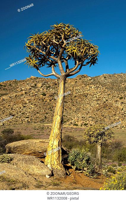 Giant Quiver tree, South Africa