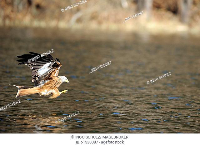 Red Kite (Milvus milvus) hunting above water