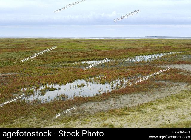 Glasswort (Salicornia) in the Lower Saxony Wadden Sea National Park, Wangerooge, East Frisian Island, East Frisia, Lower Saxony, Germany, Europe