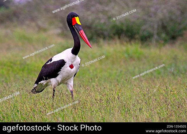 Sattelstorch, saddle-billed stork, Ephippiorhynchus senegalensis, wildlife im Kruger Park Südafrika, eine gefährdete Art