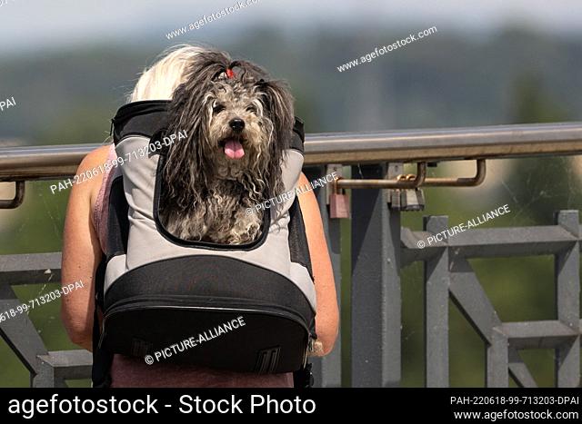 18 June 2022, Rhineland-Palatinate, Mainz: A dog peers out of a backpack, panting. People in Rhineland-Palatinate will continue to sweat in unusually hot...