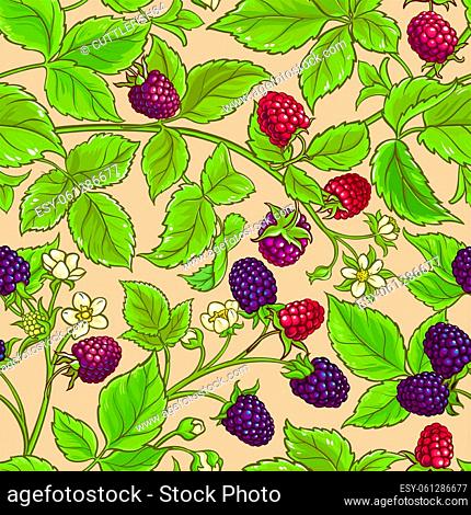 boysenberry vector pattern on color background